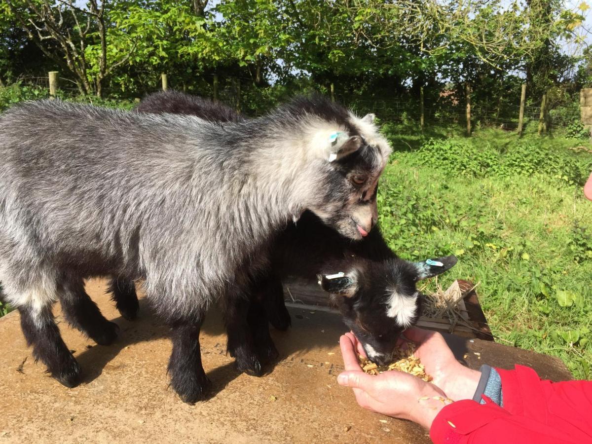 Polean Farm - With Free Animal Feeding And Pony Rides And Free Access To A Nearby Pool